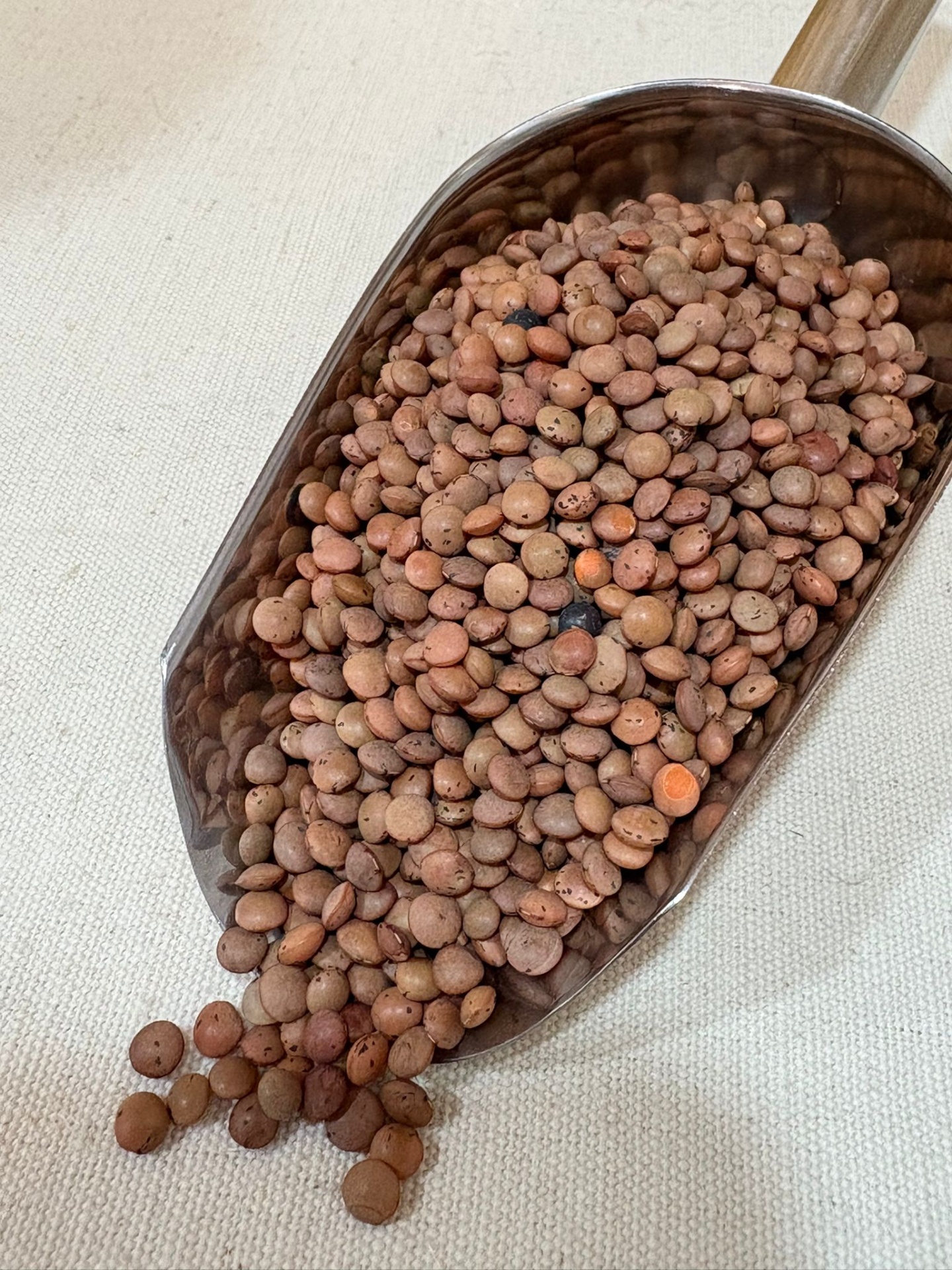 Lentilha Castanha BIO Concha metálica com lentilhas castanhas sobre tecido bege