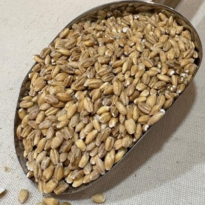 Pá metálica com grãos de cevada