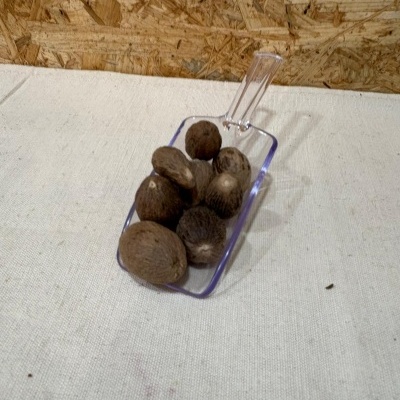 Noz-moscada inteiras em pá transparente sobre superfície branca