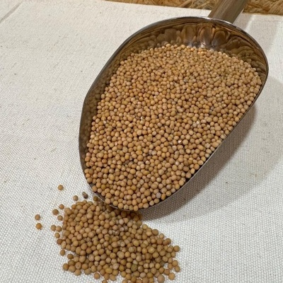Espátula metálica cheia de sementes redondas cor bege claro sobre superfície branca