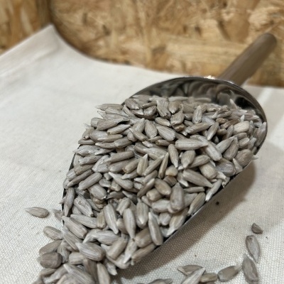 Pá metálica com sementes de girassol descascadas cinzentas sobre tecido branco