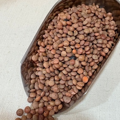 Concha metálica com lentilhas castanhas sobre tecido bege