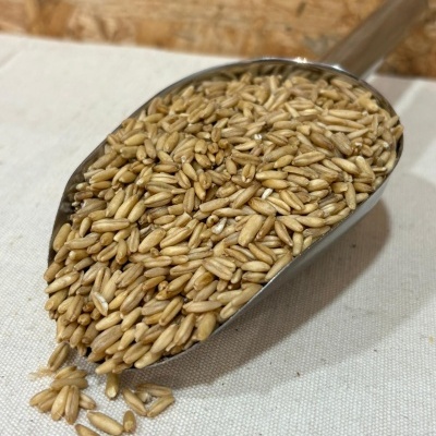 Pá metálica cheia de grãos de centeio dourados sobre superfície branca