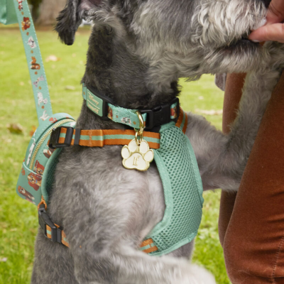 Coleira e arnês verde água com padrão colorido para cão e pendente dourado em formato de pata