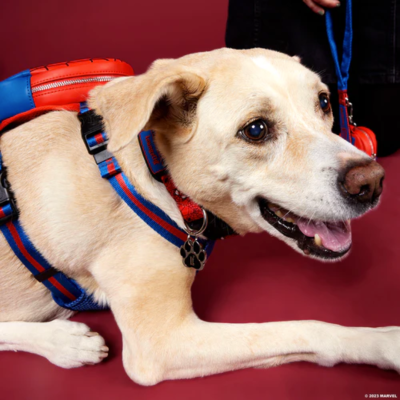 Cão bege com coleira e arnês azuis e vermelhos junto a pessoa vestida de preto