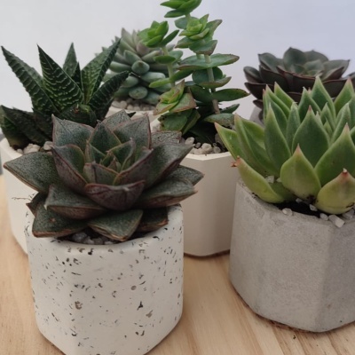 Cinco vasos de cerâmica com várias suculentas verdes em cima de uma mesa de madeira clara.