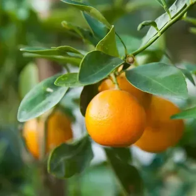 Ramos de árvore com folhas verdes e frutas laranjas maduras