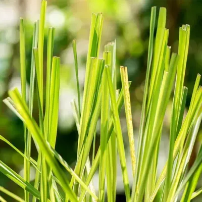 Planta com folhas verdes longas e finas em fundo desfocado de jardim