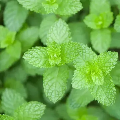 Folhas verdes de hortelã com textura e nervuras