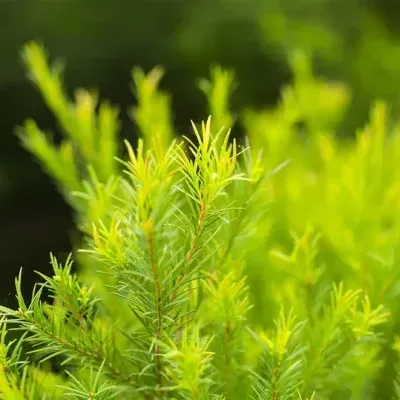 Imagem de ramos verdes de planta conífera com agulhas finas e tons verdosos.