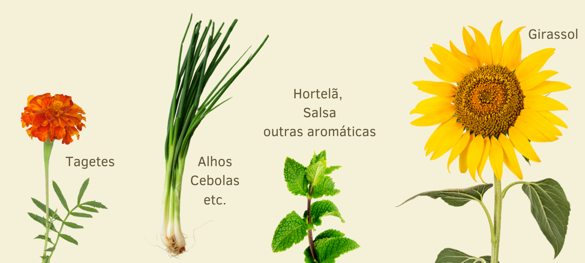 plantas auxiliares