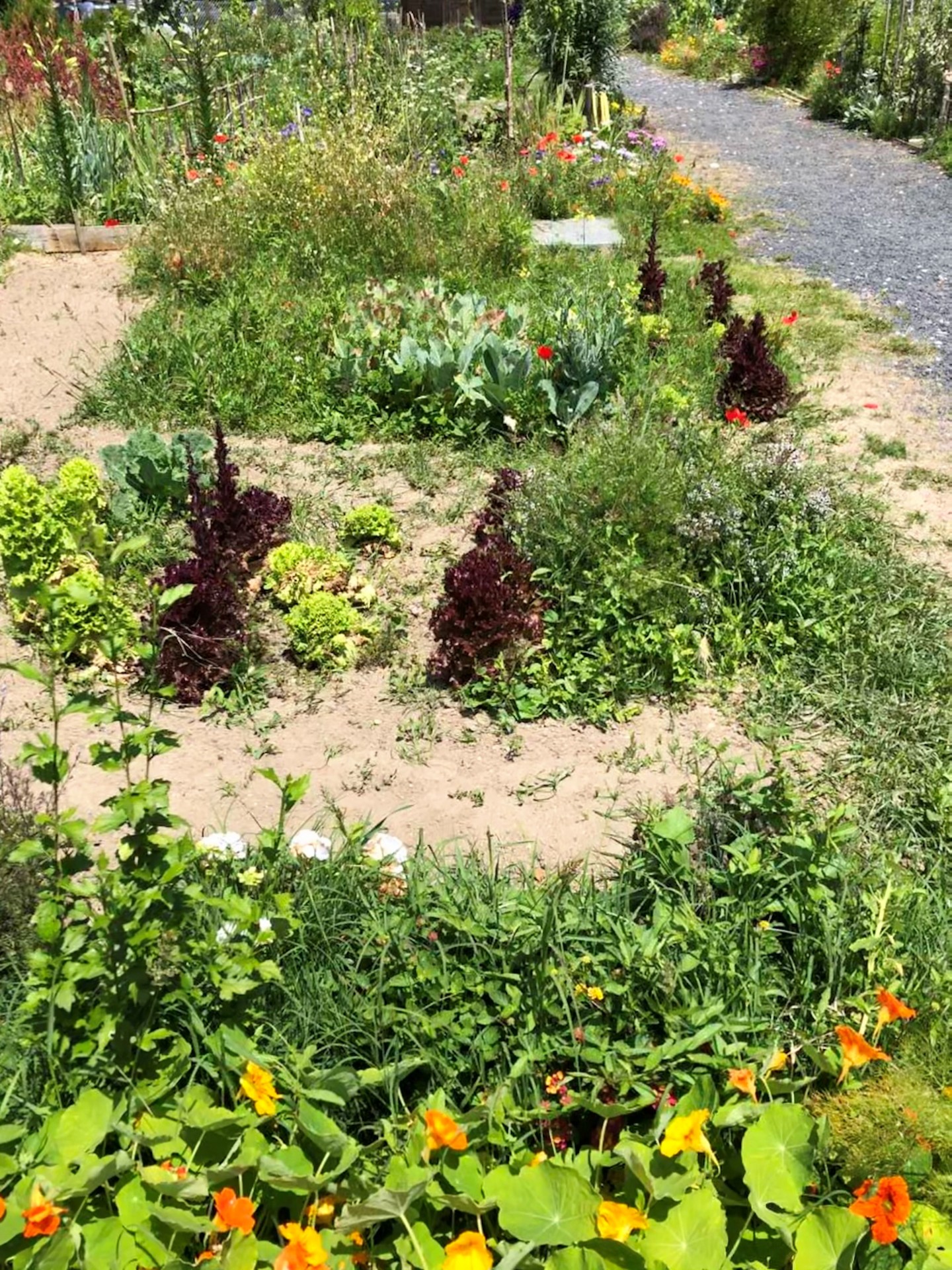 horta biologica consociação culturas