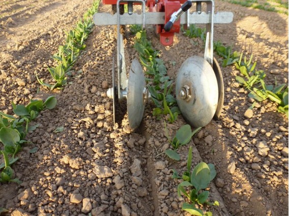 Enxada profissional com 2 rodas Ferramenta agrícola com lâminas circulares entre plantas jovens no solo arado