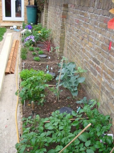 AQUAbox Spyder Horta urbana com plantas verdes junto a uma parede de tijolos