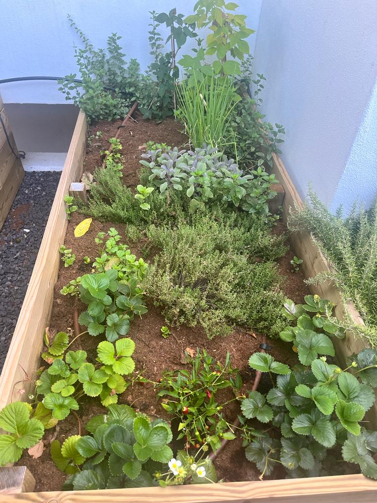 Manutenção de Hortas Jardim em canteiro de madeira com várias plantas e ervas verdes