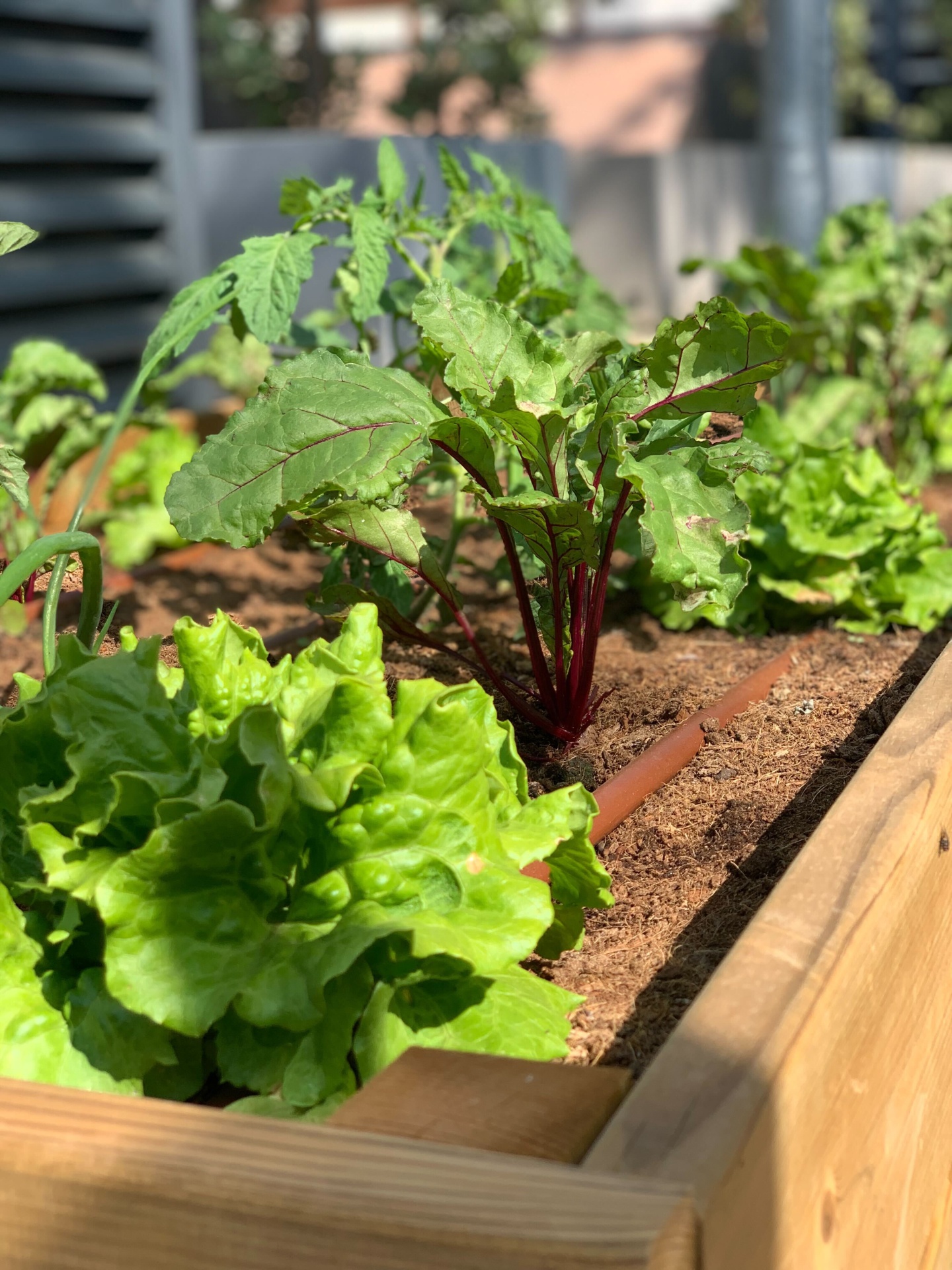 Canteiro de madeira com alfaces verdes e outras verduras
