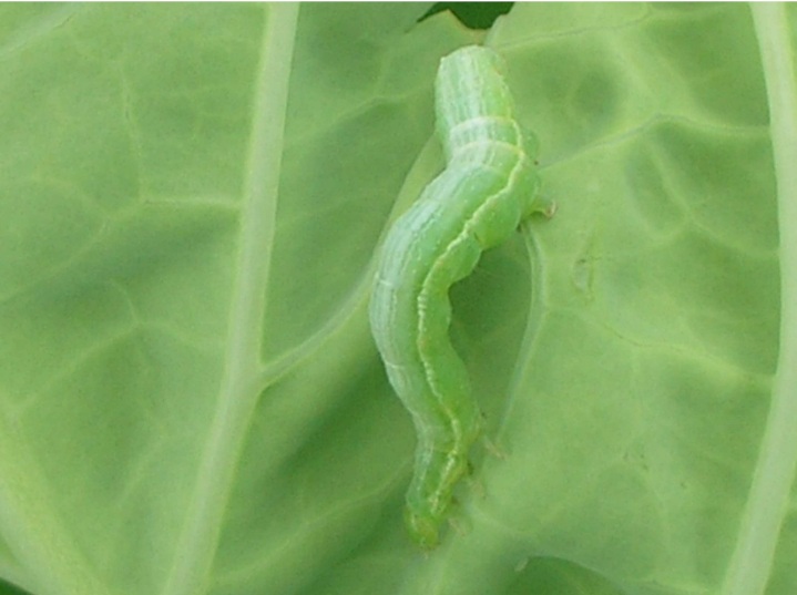 Lagarta verde sobre folha verde clara