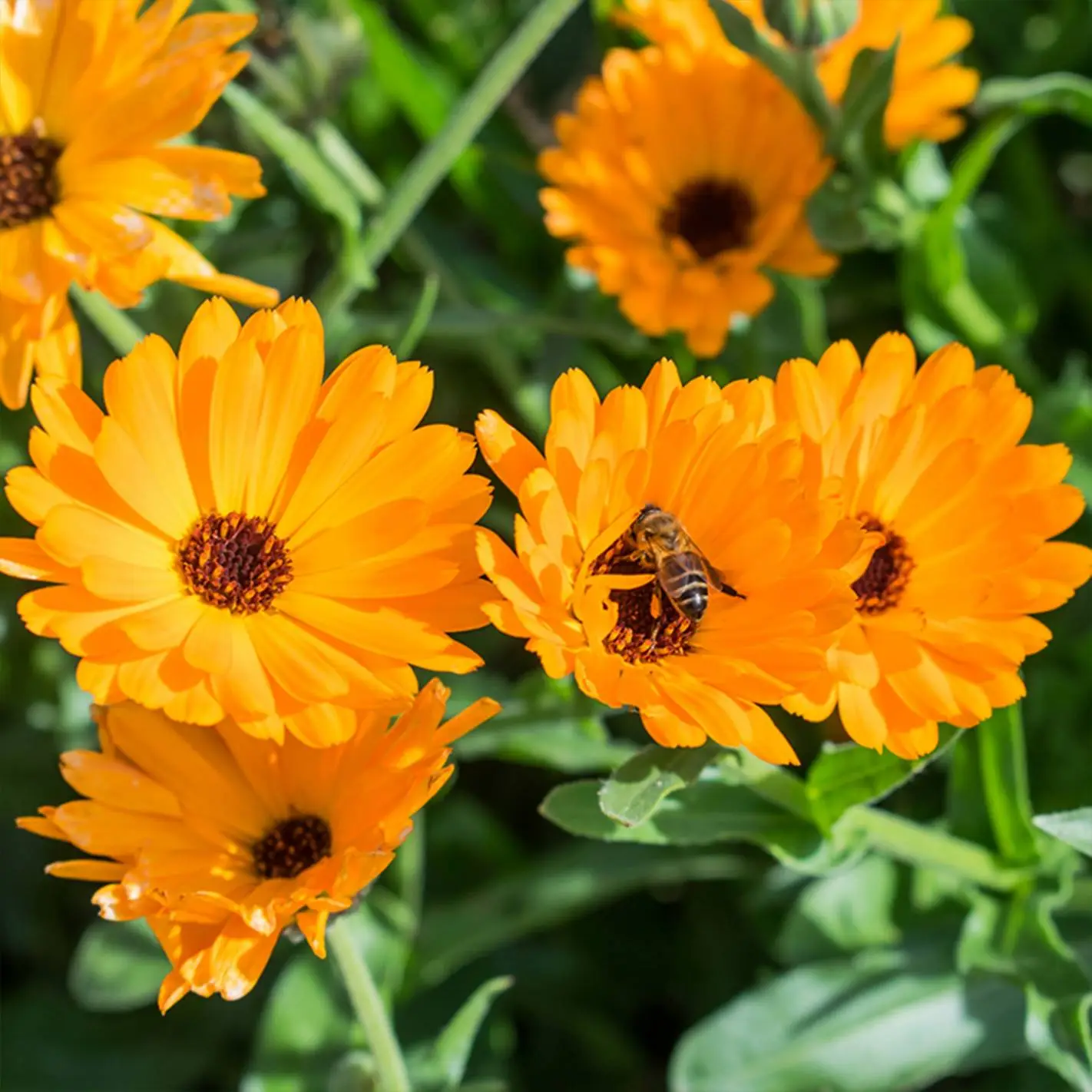 Sementes Vivas - Calêndula Flores laranja com abelha pousada no centro