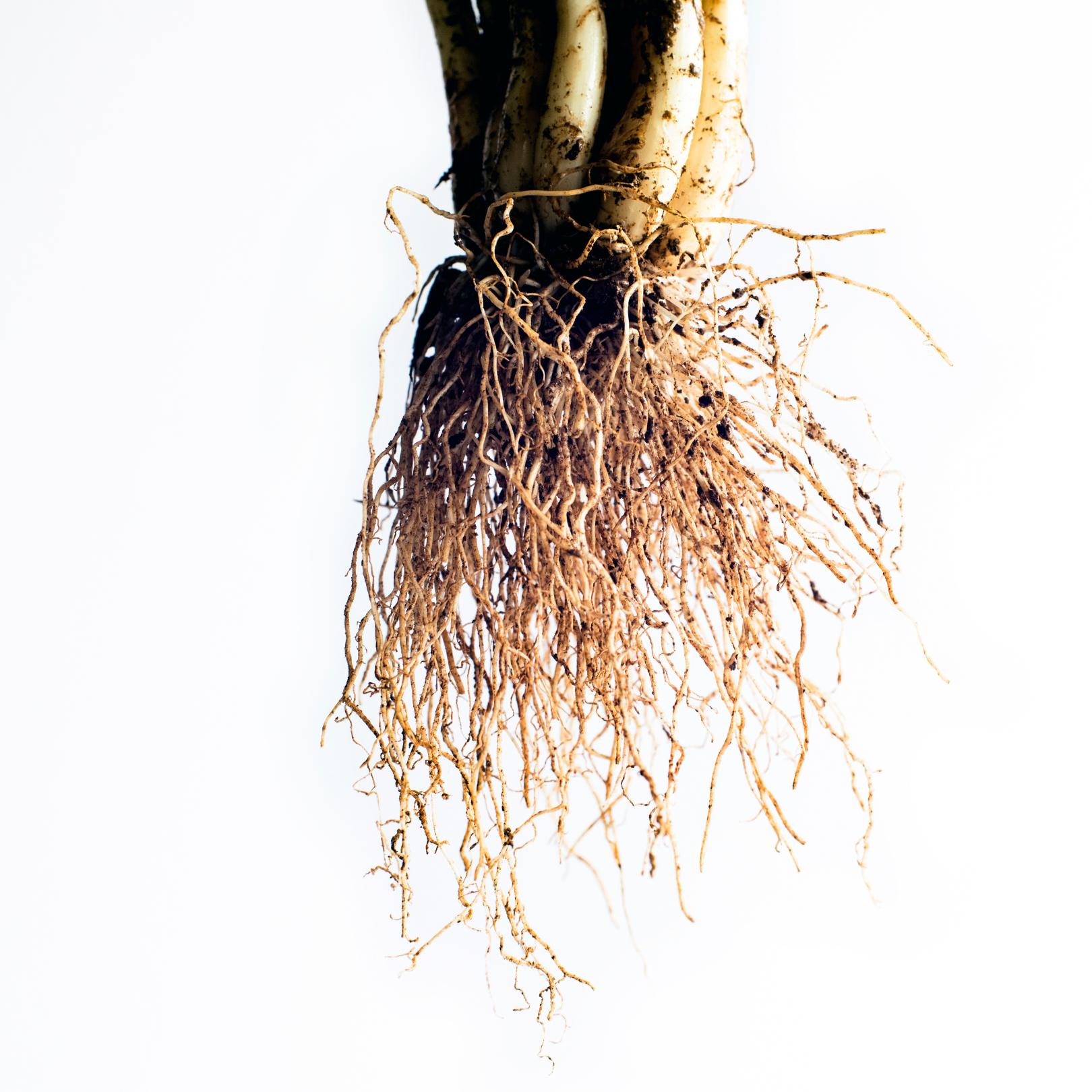 Close-up de raízes de planta com caule branco e manchas escuras, fundo branco