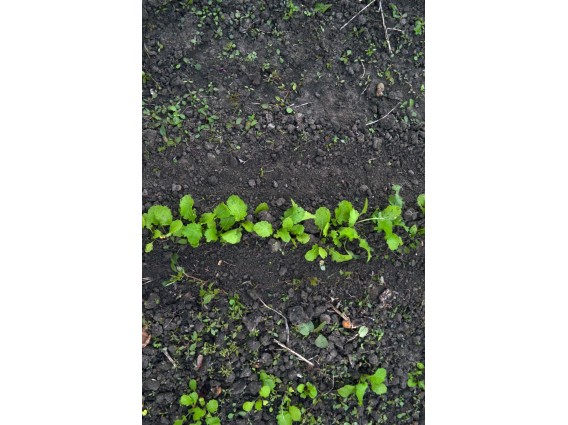 Suporte para uma grade de dentes Plantas verdes em linha no solo