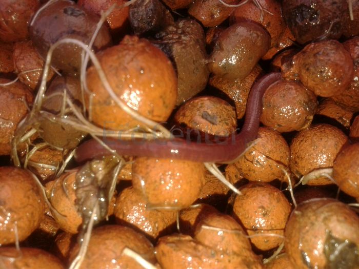 Bioponia e a questão orgânica