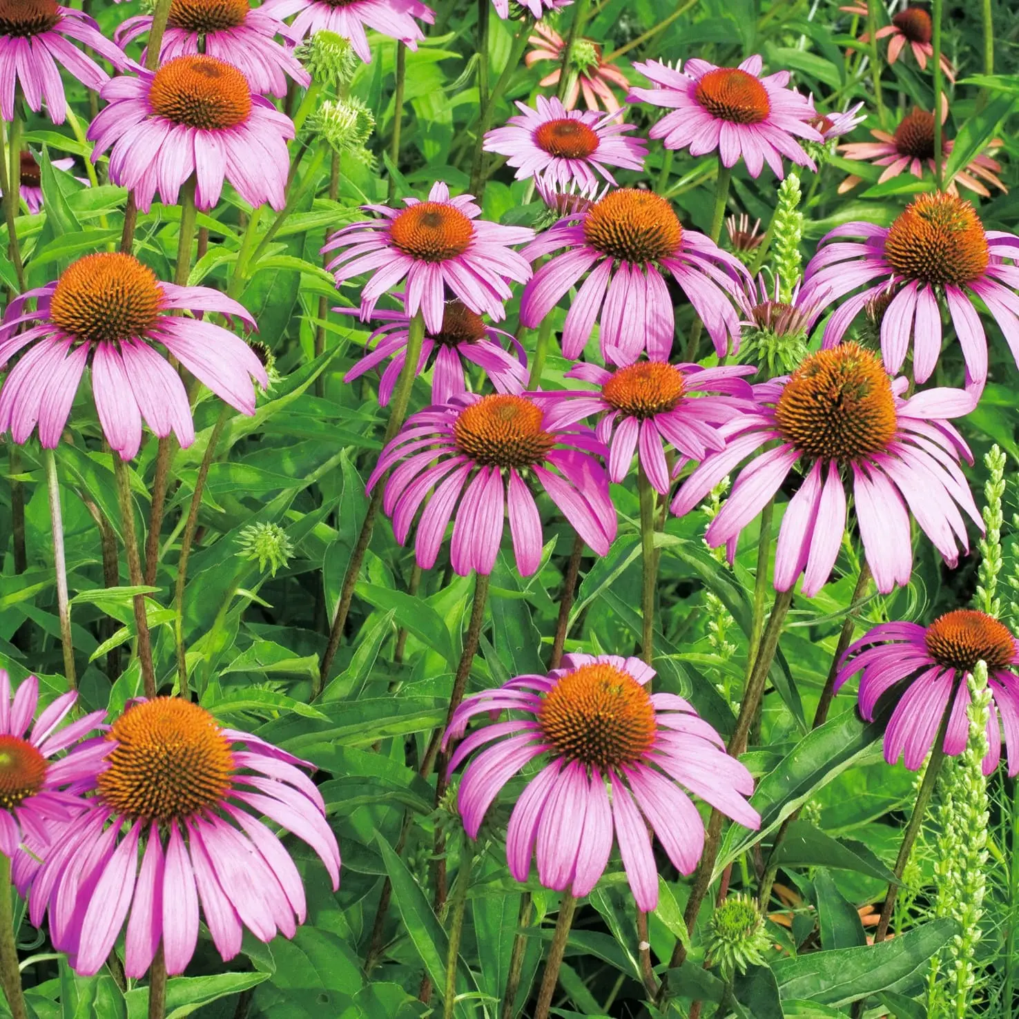 Sementes Vivas - Equinácia Sementes Vivas - Equinácia