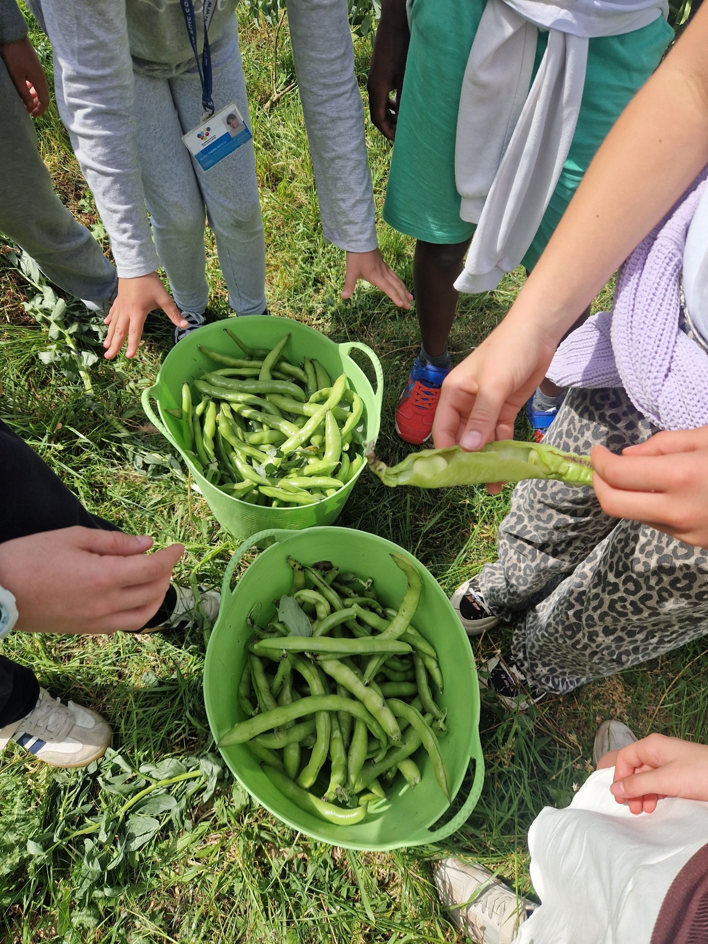 Horta na Escola - instalação e aprendizagem Baldes verdes com favas verdes em relva com crianças em redor
