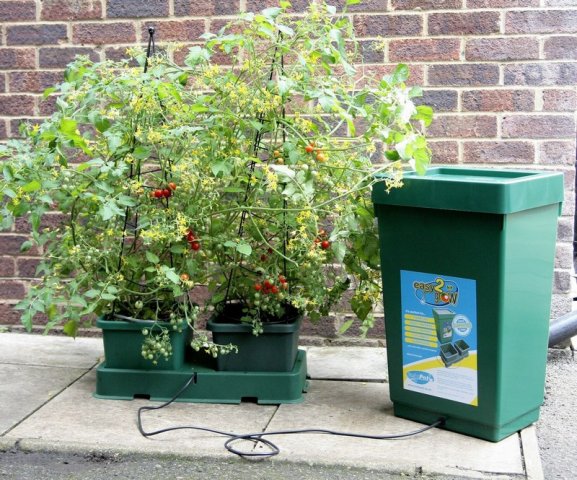 Sistema de cultivo hidropónico com vaso verde e tomateiras carregadas