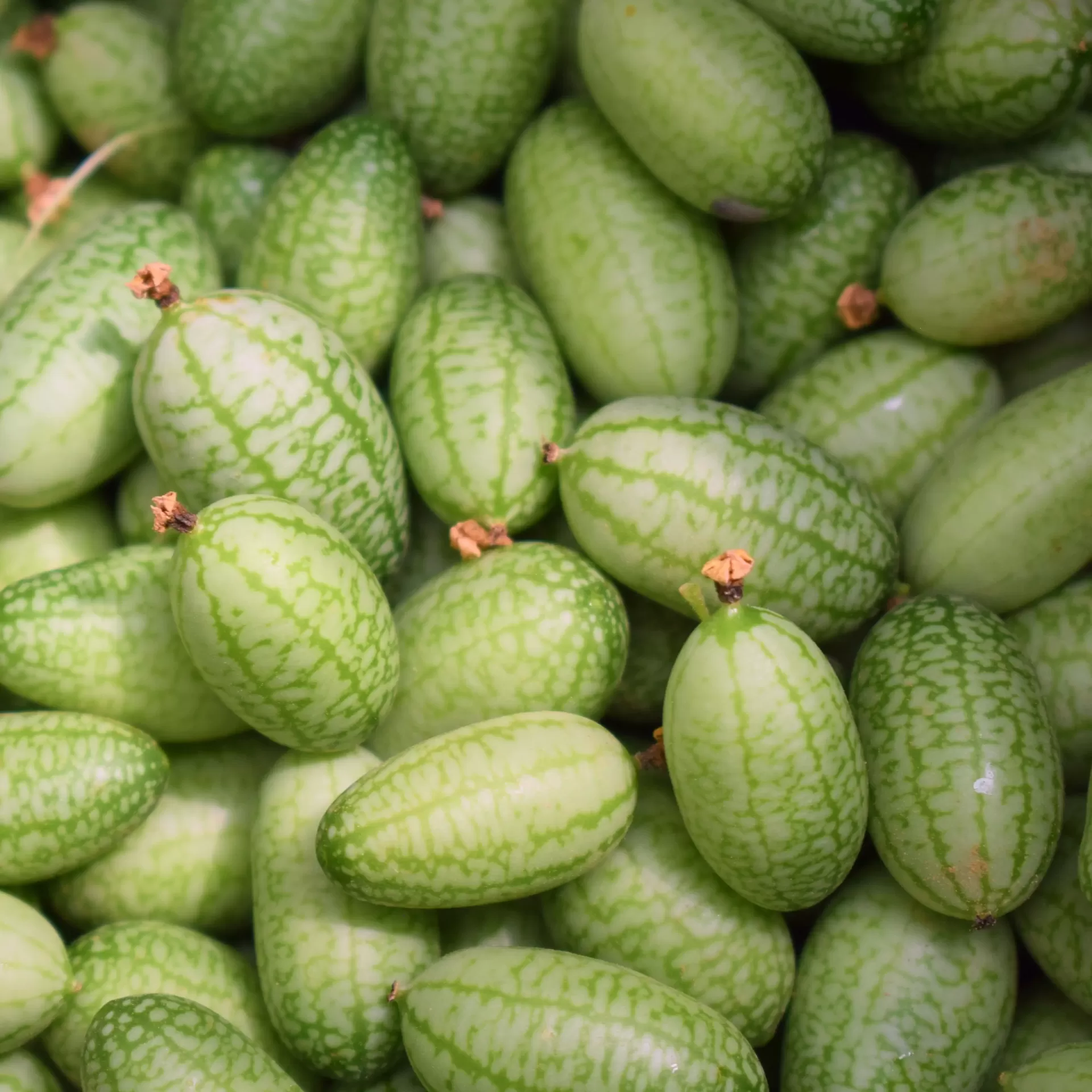 Sementes Vivas - Pepquino Cucamelon Frutos verdes ovais com padrão manchado claro e pequenas pontas secas.