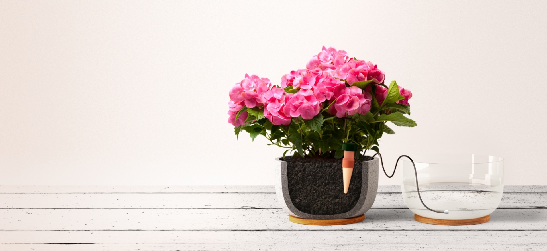 Blumat Classic (Blister 3 Unid) Vaso cinza com planta flor rosa e recipiente de vidro ligado por tubo