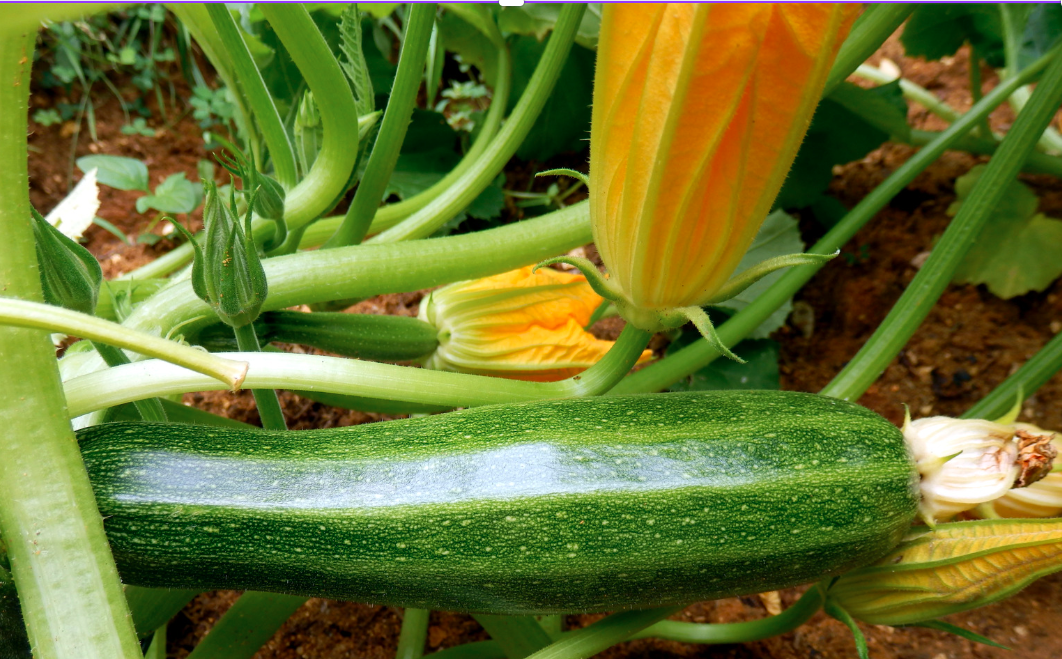 Flor da courgette