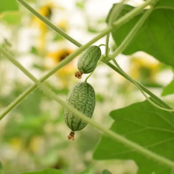 Sementes Vivas - Pepquino Cucamelon Duas pequenas frutas verdes com padrão listrado penduradas em ramos