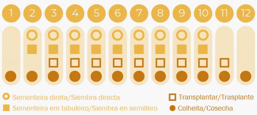 Sementes Vivas - Coentros Tabela de colunas numeradas com símbolos de semeadura e colheita em amarelo e castanho