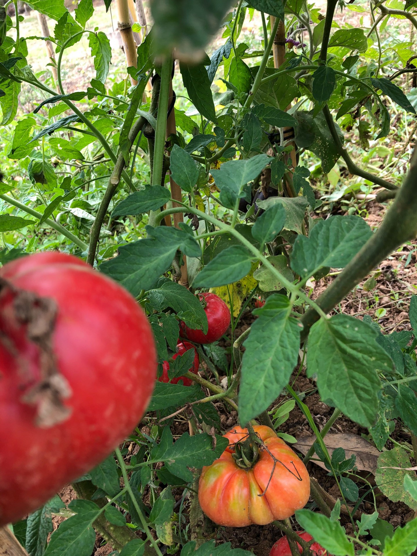 Tomateiras com tomates vermelhos e alaranjados no jardim