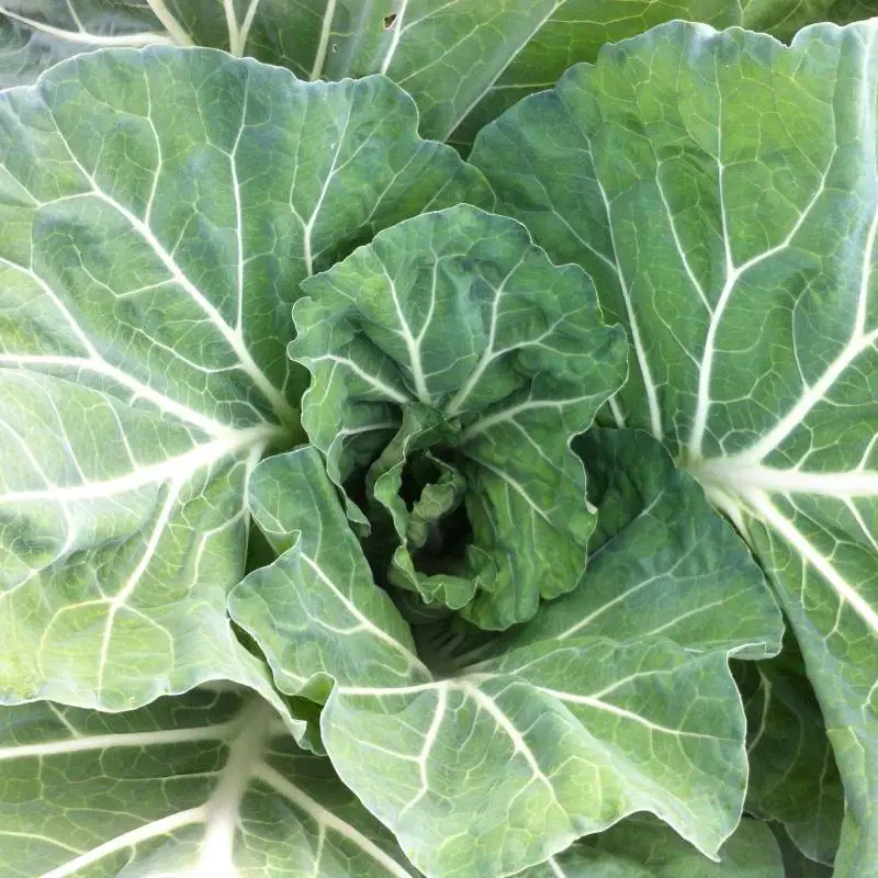 Sementes Vivas - Couve Tronchuda Folhas verdes grandes de couve com veias brancas.