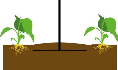 Lâmina de enxada Colinear 300 mm Lâmina de enxada Colinear 300 mm