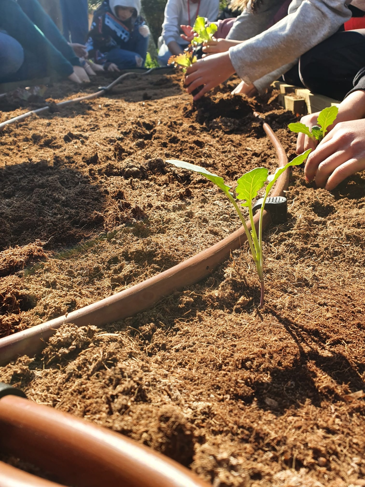 Cama de jardim com plantas jovens e irrigação vista de perto com crianças a plantar