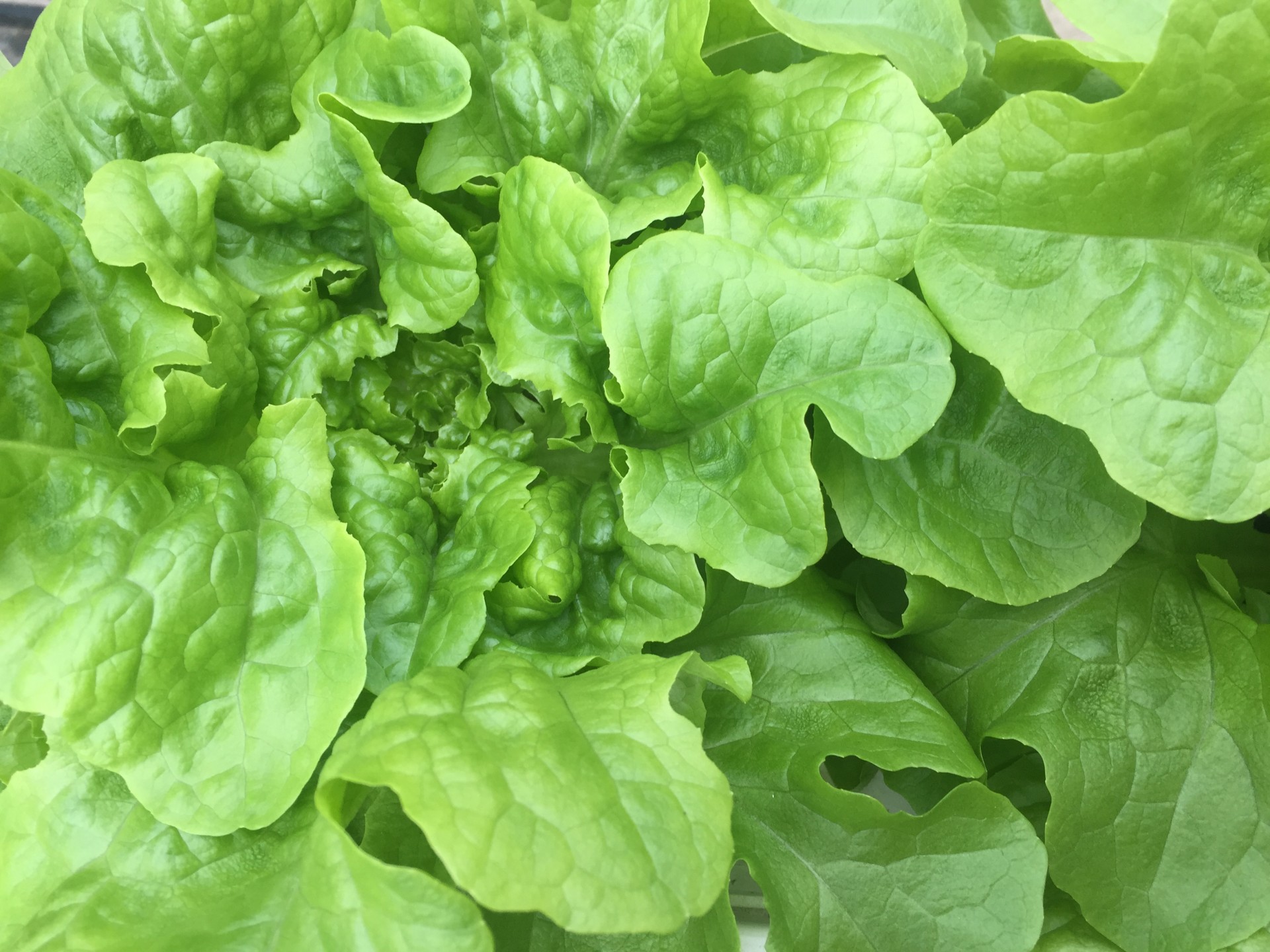 Folhas verdes frescas de alface em close-up