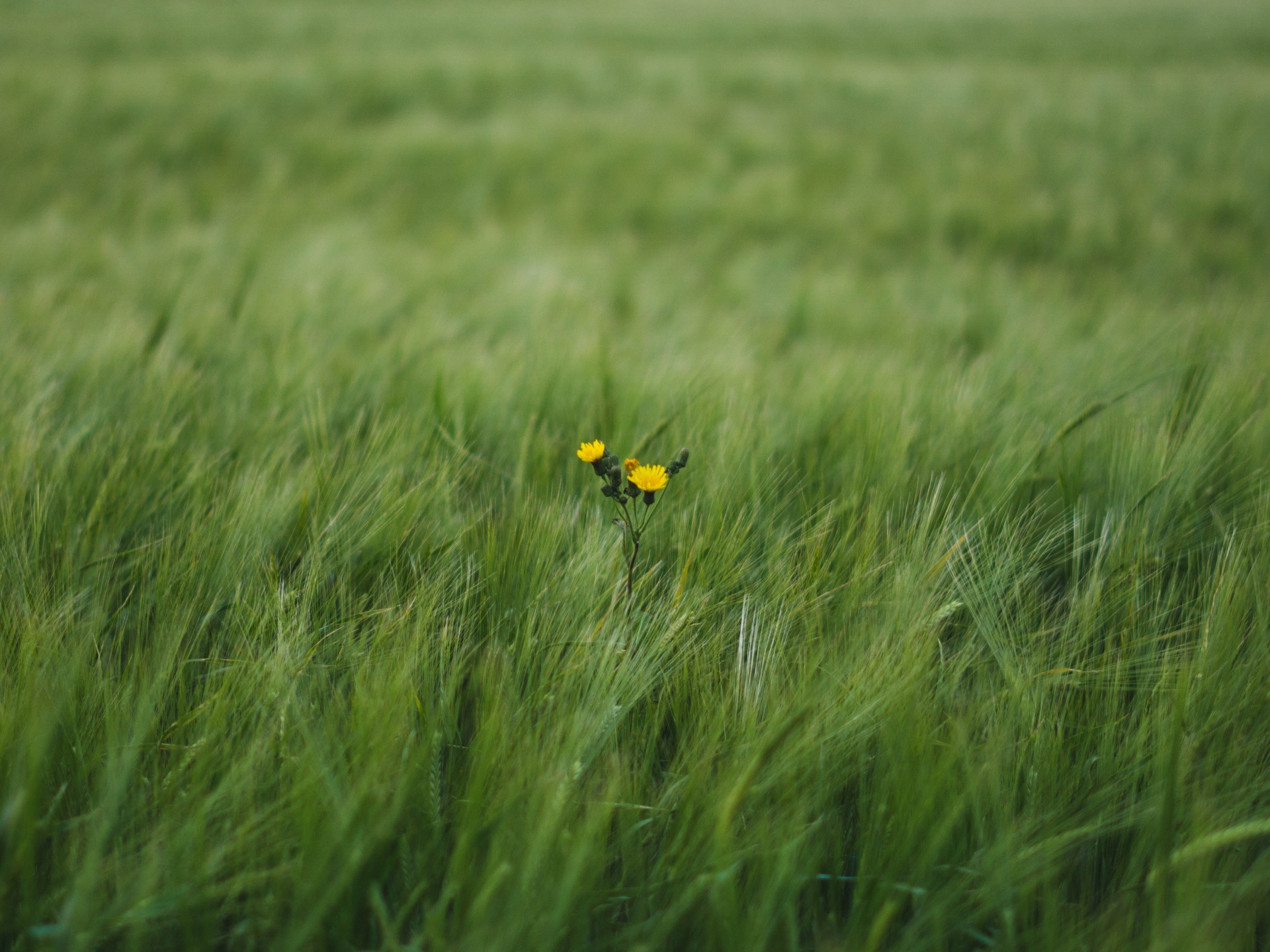 Campo verde com relva e duas pequenas flores amarelas