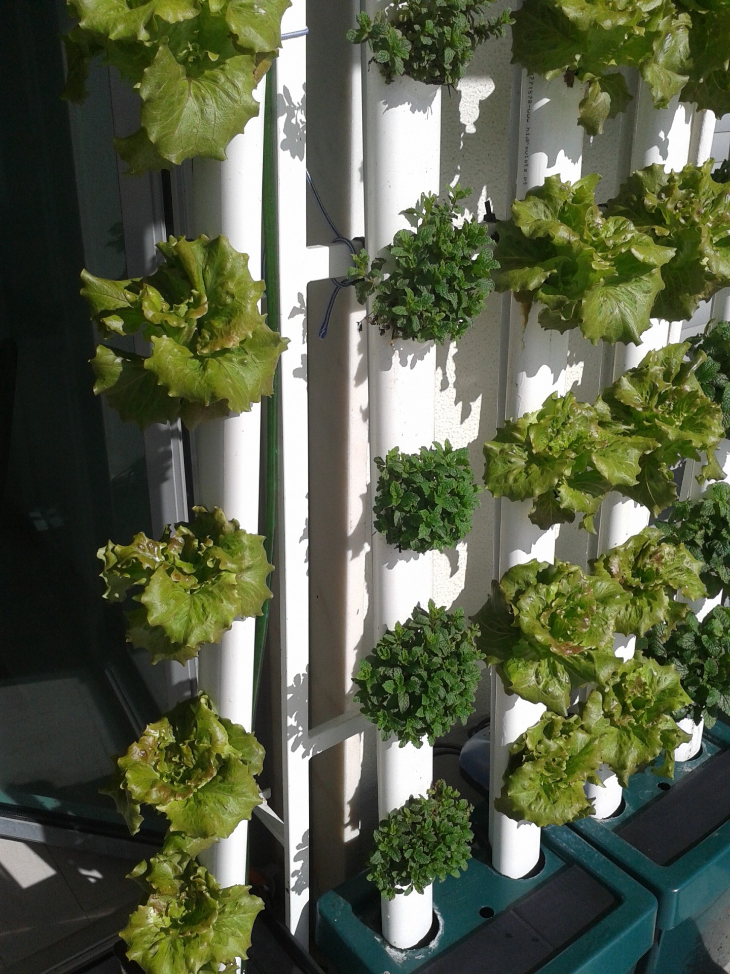 Cultivo vertical de plantas verdes em tubos brancos