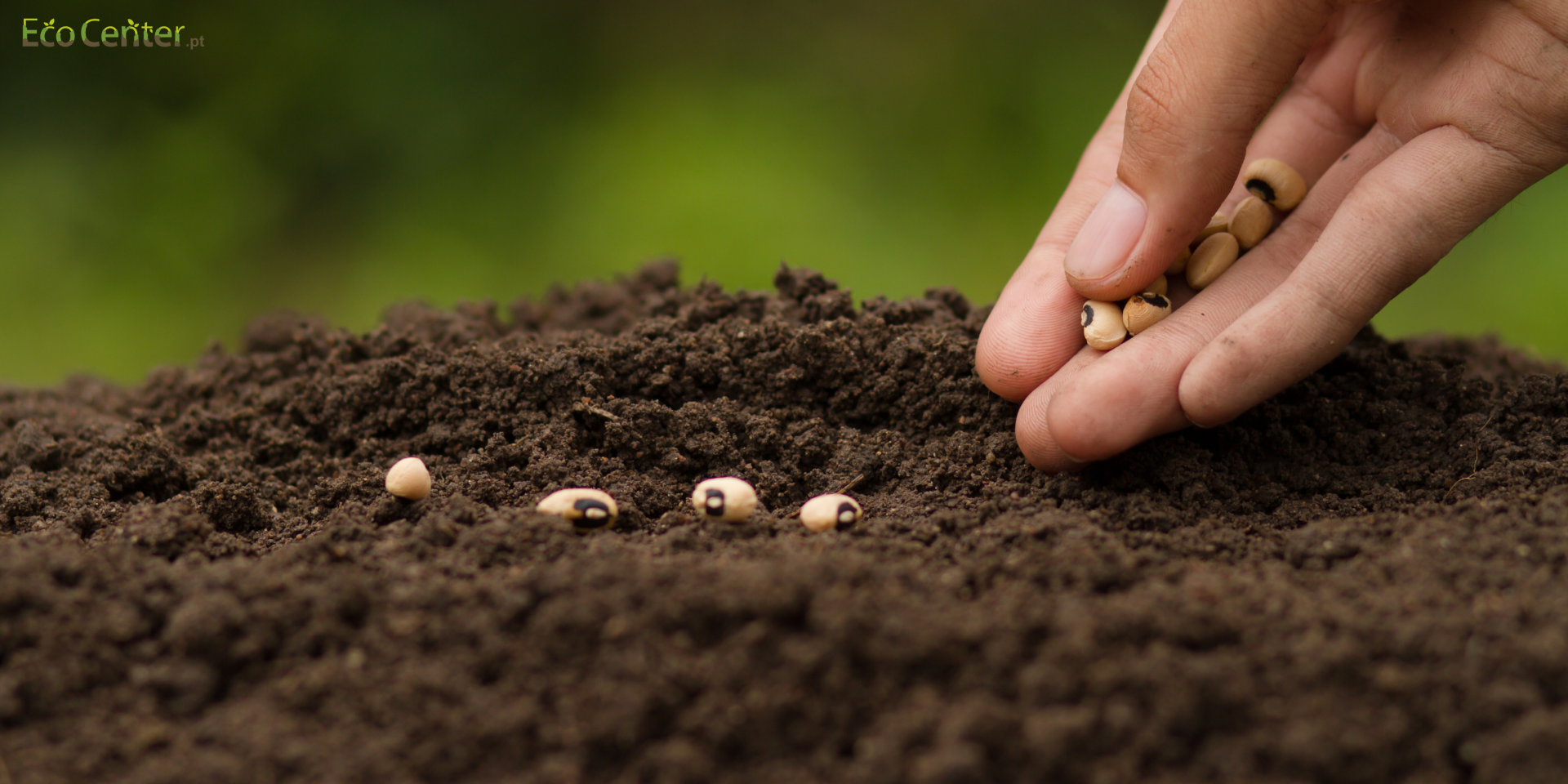 Dicas para Germinação de Sementes