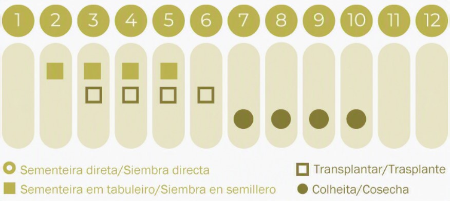 Sementes Vivas - Tomate Green Zebra Gráfico mensal com símbolos para diferentes estágios de plantação