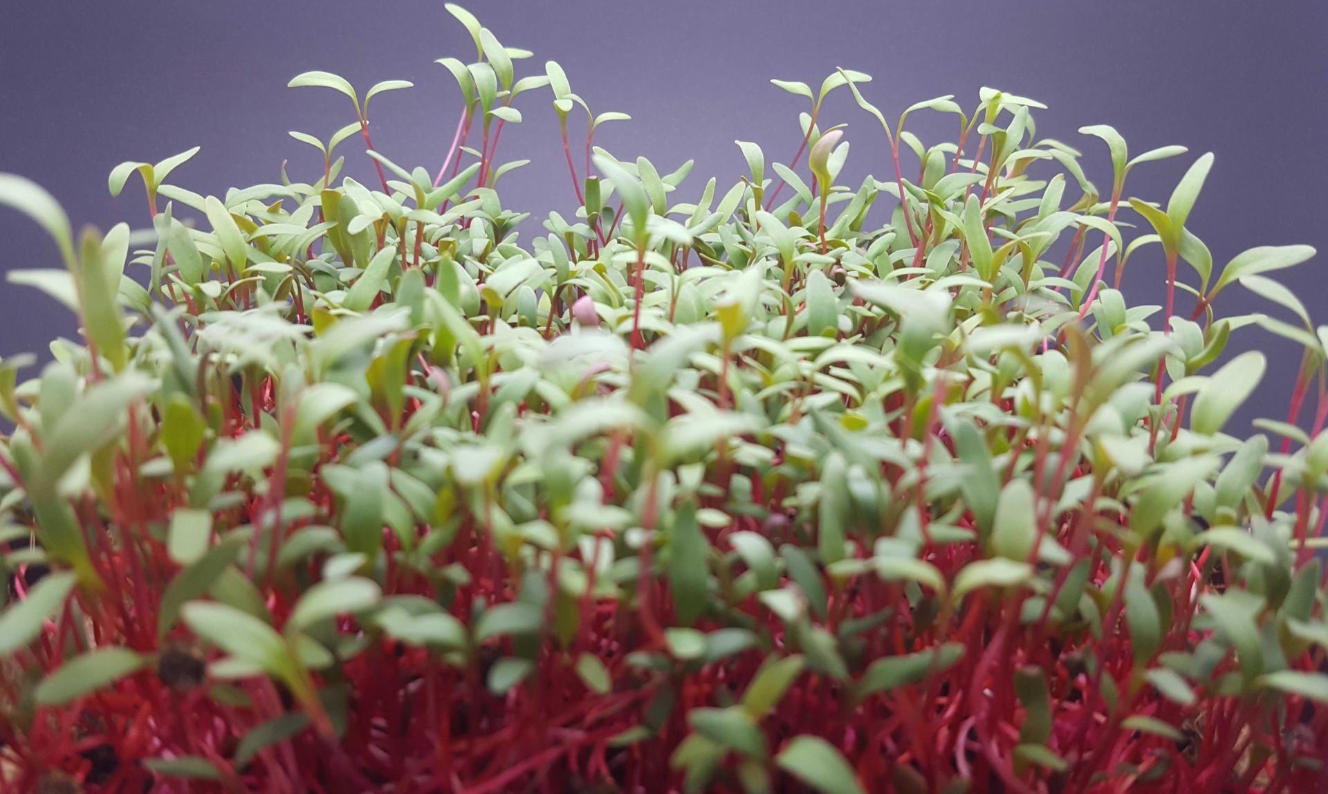 Microverdes com caules vermelhos e folhas verdes pequenas