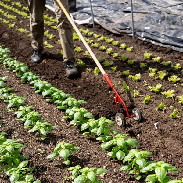Enxada de rodas com lâmina de 180 mm Pessoa a usar ferramenta de jardim arejando terra entre plantas e alfaces