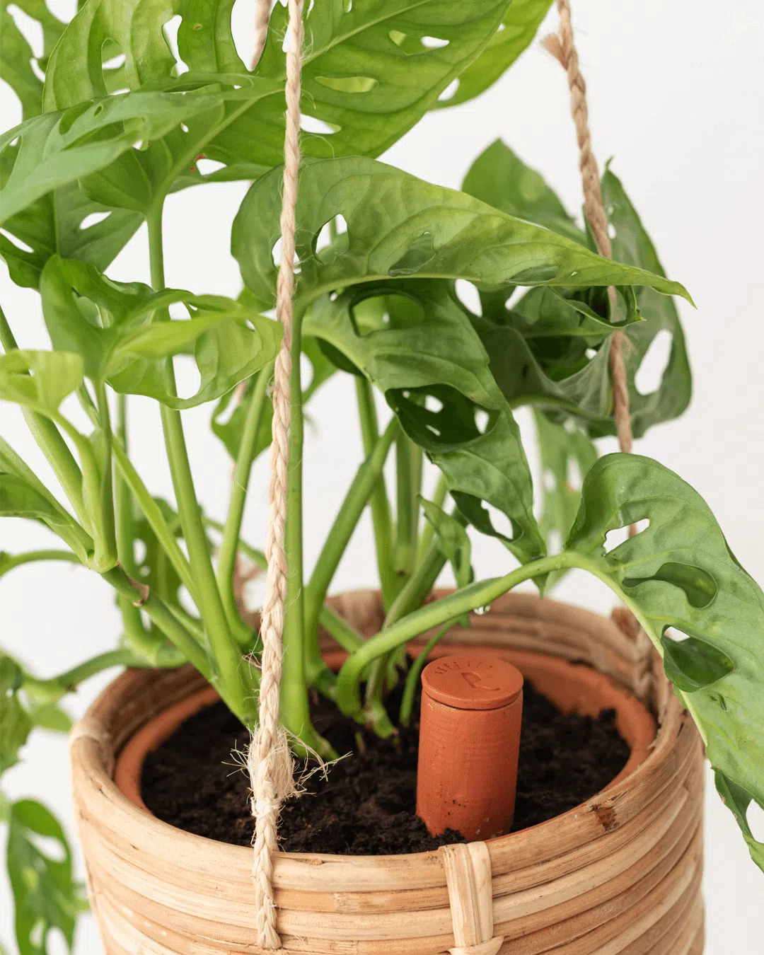Tubo Barro para Rega Planta verde florescente em vaso pendurado de palha com marcador terracota