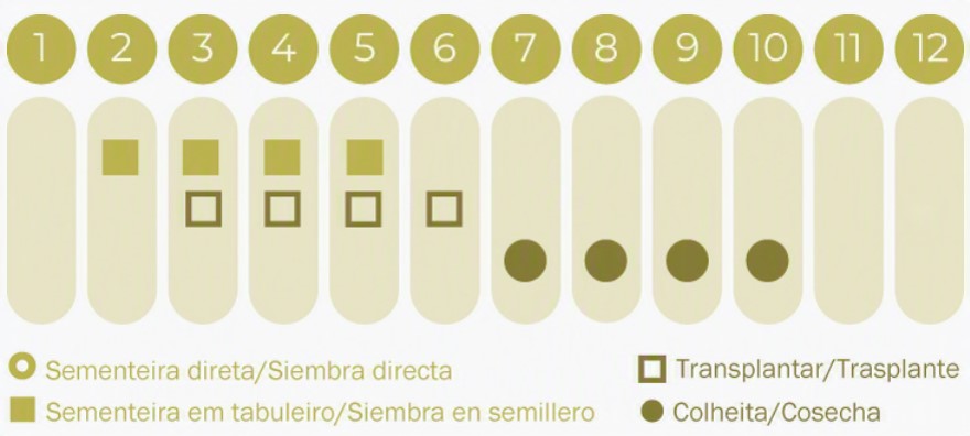 Sementes Vivas - Tomate Banana Legs Quadro de símbolos com números de 1 a 12 e textos explicativos em verde sobre sementeira, transplante e colheita