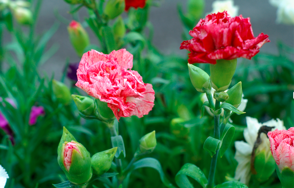Flores de cravo rosa e vermelho com folhas verdes em ambiente natural