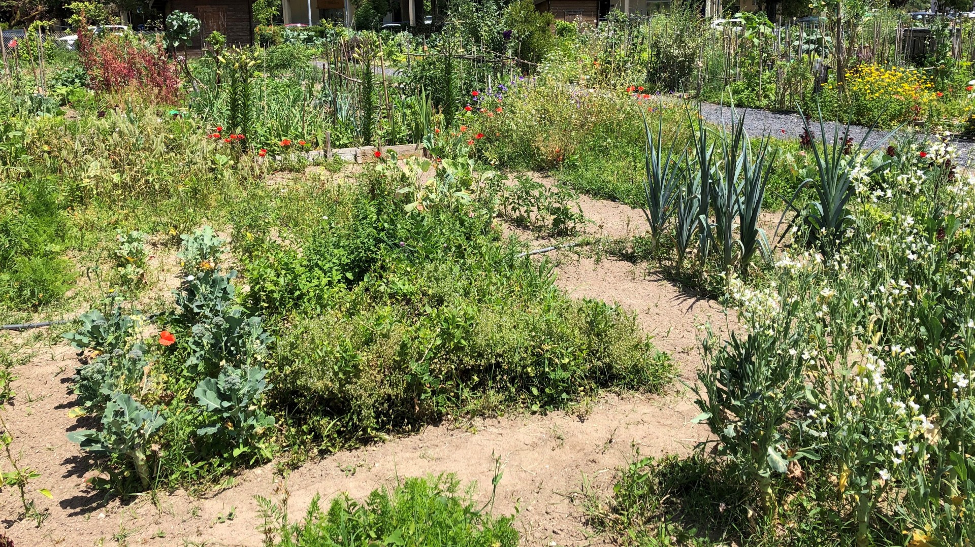 Horta ao ar livre com plantações variadas em solo descoberto