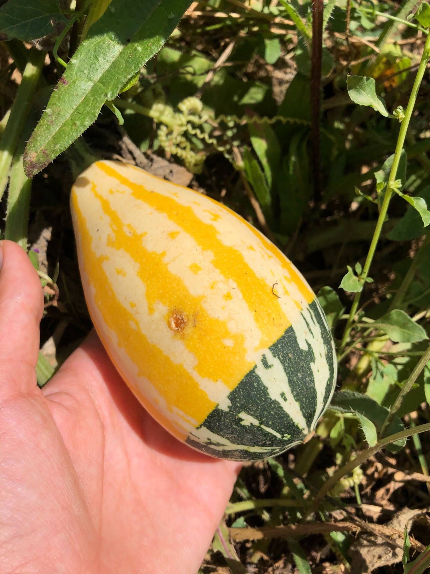 Abóbora pequena com riscas amarelas, brancas e verdes numa mão, em jardim com plantas e terra