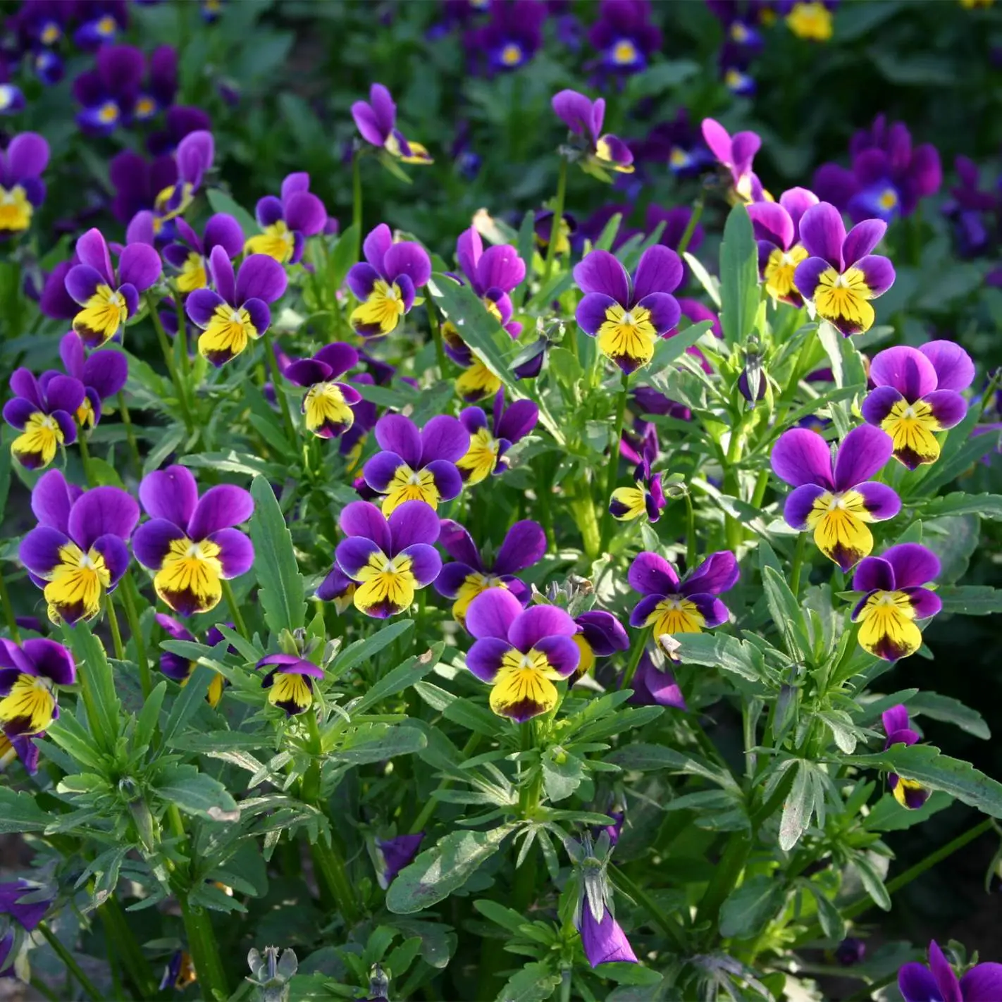 Sementes Vivas - Amor-perfeito Flores violeta e amarelas num jardim ao ar livre